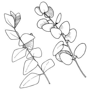 Vektör Okaliptüs daldan ayrılıyor. Siyah beyaz işlemeli mürekkep sanatı. İzole edilmiş dallar illüstrasyon ögesi.