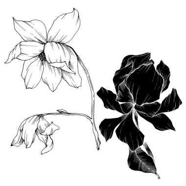 Vektör Magnolia çiçek botanik çiçekleri. Siyah beyaz işlemeli mürekkep sanatı. İzole edilmiş manolya illüstrasyon ögesi.