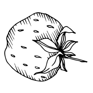 Vektör çilek taze böğürtlen sağlıklı yiyecek. Siyah beyaz işlemeli mürekkep sanatı. İzole edilmiş çilek illüstrasyon ögesi.