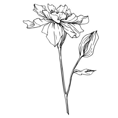 Vektör Marigold bitkisel çiçekler. Siyah beyaz işlemeli mürekkep sanatı. İzole edilmiş tagetes resimleme ögesi.