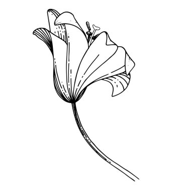 Vektör Lily çiçekli botanik çiçeği. Siyah beyaz işlemeli mürekkep sanatı. İzole edilmiş liyum illüstrasyon ögesi.