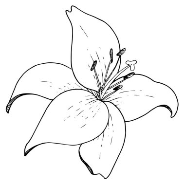 Vektör Lily çiçekli botanik çiçeği. Siyah beyaz işlemeli mürekkep sanatı. İzole edilmiş liyum illüstrasyon ögesi.
