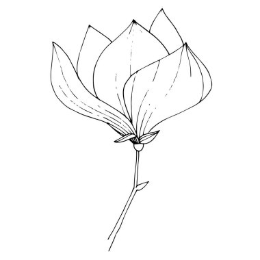 Vektör Magnolia çiçekli botanik çiçeği. Siyah beyaz işlemeli mürekkep sanatı. İzole edilmiş manolya illüstrasyon ögesi.