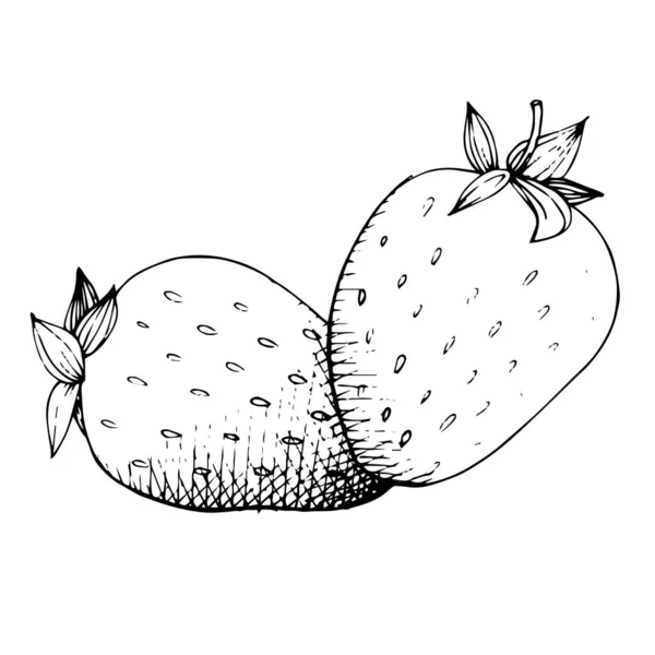 向量草莓健康食品。黑白雕刻水墨艺术。分离的浆果例证元素. — 图库矢量图片