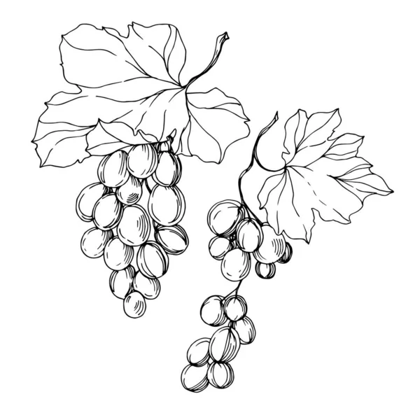 Векторное здоровое питание из ягод винограда. Черно-белый рисунок чернил. Изолированный элемент иллюстрации винограда . — стоковый вектор