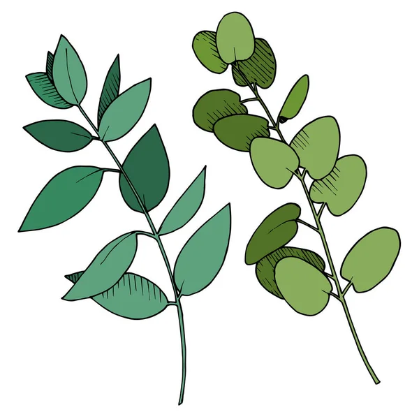 Vektor Eucalyptus blad gren. Svart och vit graverad bläckkonst. Enskilda grenar illustrationselement. — Stock vektor