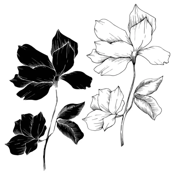 Vecteur Magnolia fleurs botaniques florales. Encre gravée en noir et blanc. Elément d'illustration magnolia isolé . — Image vectorielle