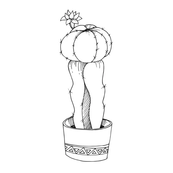 Vector Cacti floral botanical flowers. Black and white engraved ink art. Isolated cactus illustration element. — Stock Vector