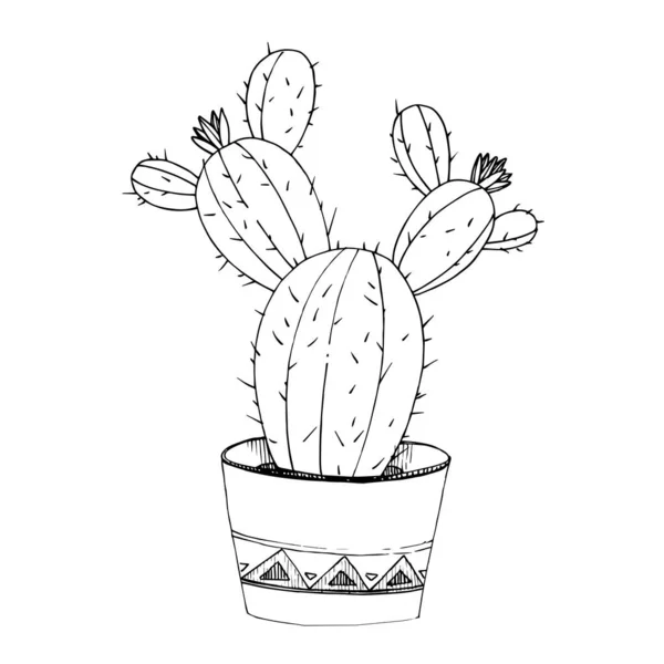 Vector Cacti flores botânicas florais. Tinta gravada a preto e branco. Isolado elemento ilustração cacto . — Vetor de Stock