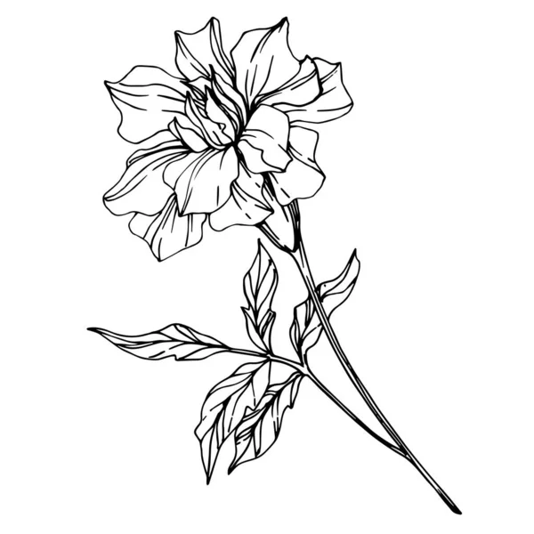 Wektor Marigold kwiatowe kwiaty botaniczne. Czarno-biała grawerowana sztuka tuszu. Izolowany element ilustracji tagetów. — Wektor stockowy