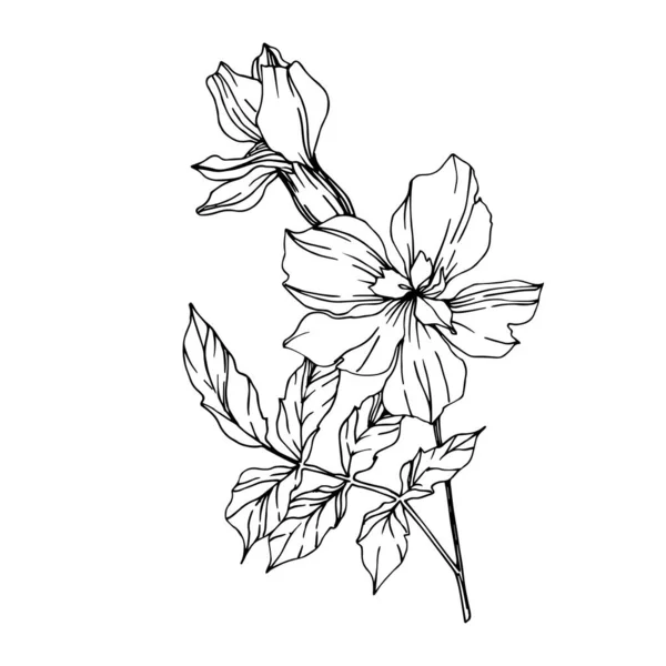 Vector Marigold flores botánicas florales. Tinta grabada en blanco y negro. Elemento ilustrativo de tagetes aislados . — Archivo Imágenes Vectoriales