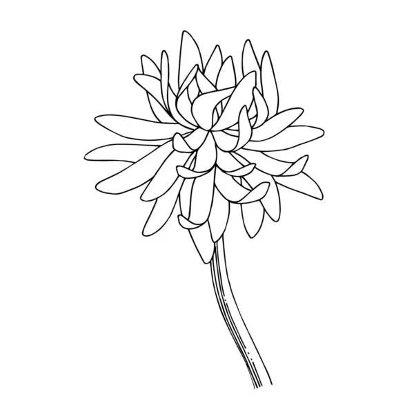Vektör krizantem çiçek botanik çiçekler. Siyah ve beyaz mürekkep sanat kazınmış. İzole çiçek Çizim öğesi. — Stok Vektör