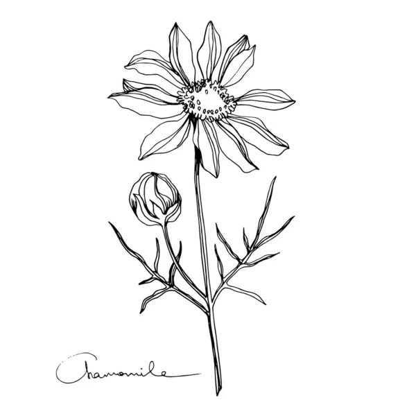 Vector de manzanilla flores botánicas florales. Tinta grabada en blanco y negro. Elemento de ilustración de flores aisladas . — Vector de stock