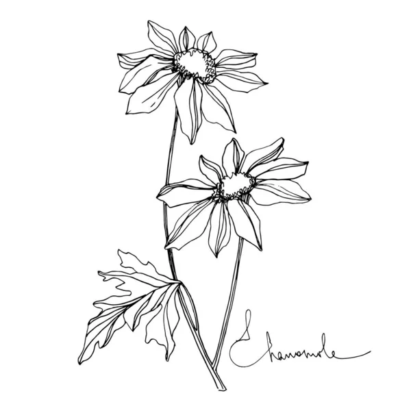 Векторные ромашки цветочные ботанические цветы. Черно-белый рисунок чернил. Изолированный цветочный иллюстрационный элемент . — стоковый вектор