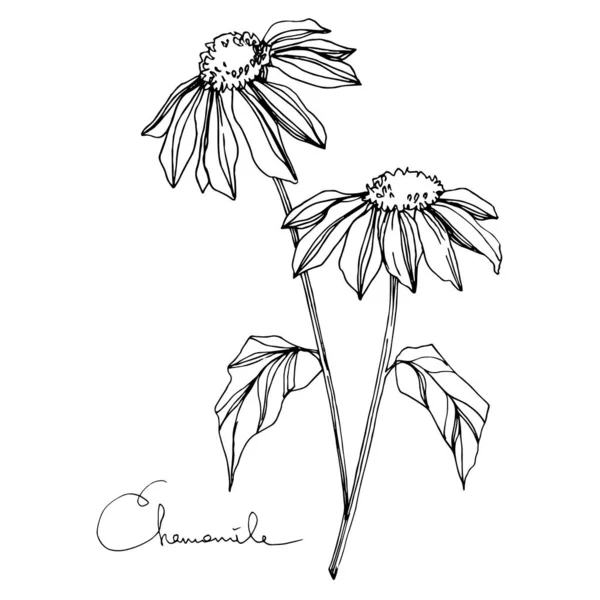 Vector de manzanilla flores botánicas florales. Tinta grabada en blanco y negro. Elemento de ilustración de flores aisladas . — Vector de stock