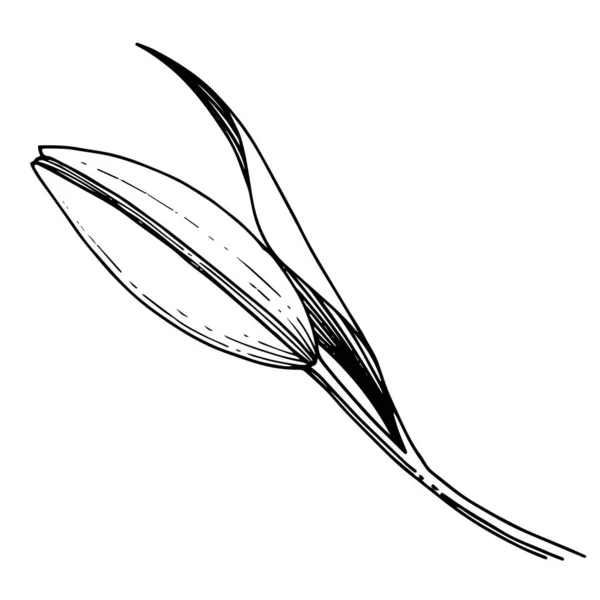 ベクトルユリの植物花。黒と白の刻まインクアート。分離されたリチウムイラスト要素. — ストックベクタ