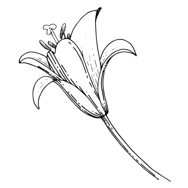 Wektor Lily kwiatowy kwiat botaniczny. Czarno-biała grawerowana sztuka tuszu. Izolowany element ilustracji liliowej. — Wektor stockowy
