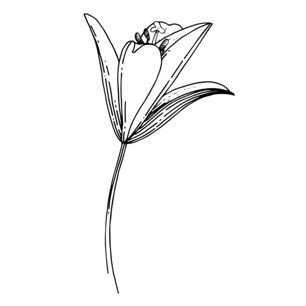 Flor botánica floral Vector Lily. Tinta grabada en blanco y negro. Elemento de ilustración de lilium aislado . — Archivo Imágenes Vectoriales