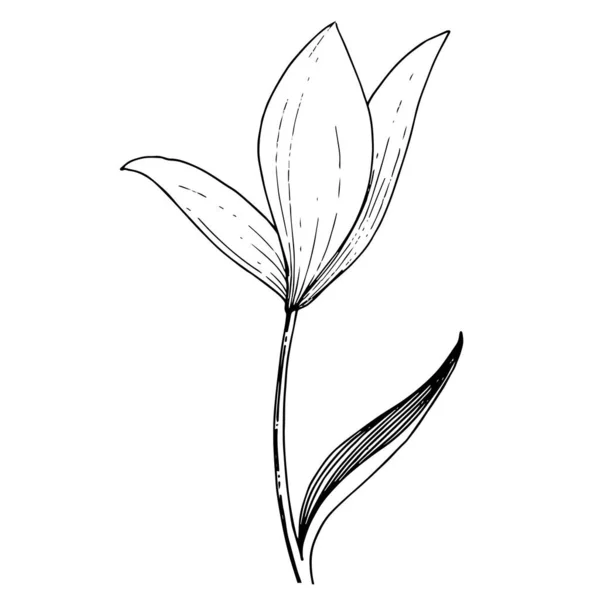 Vector Lily fleur botanique florale. Encre gravée en noir et blanc. Élément d'illustration isolé de lilium . — Image vectorielle