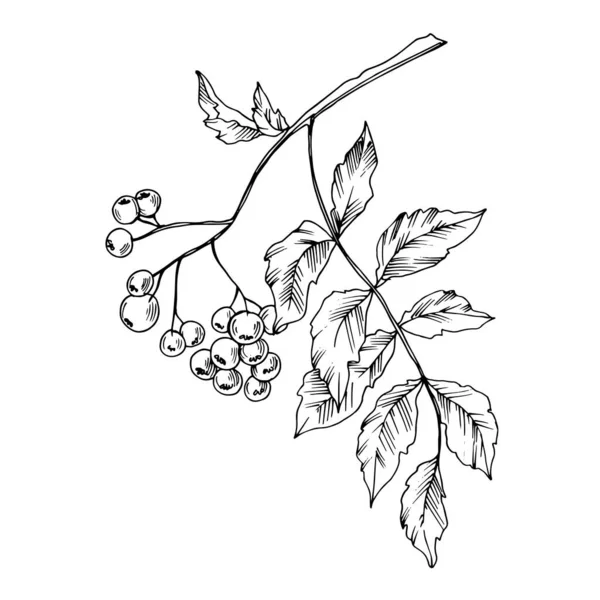 Vector Sorbus blad en bessen. Zwart-wit gegraveerde inktkunst. Geïsoleerde illustratie van sorbus. — Stockvector