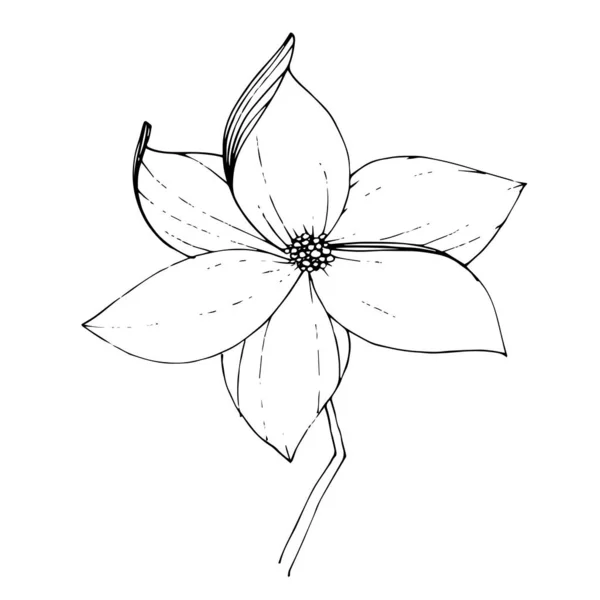 Vector Magnolia flor botânica floral. Tinta gravada a preto e branco. Elemento de ilustração de magnólia isolada . —  Vetores de Stock