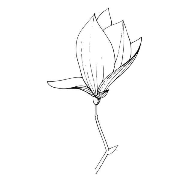 病媒木兰花植物花。 黑白版画水墨艺术. 孤立的木兰图解元素. — 图库矢量图片