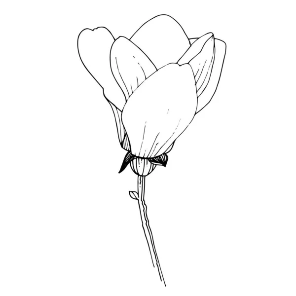 ベクトル・マグノリアの花植物。黒と白の刻まインクアート。孤立したマグノリアのイラスト要素. — ストックベクタ