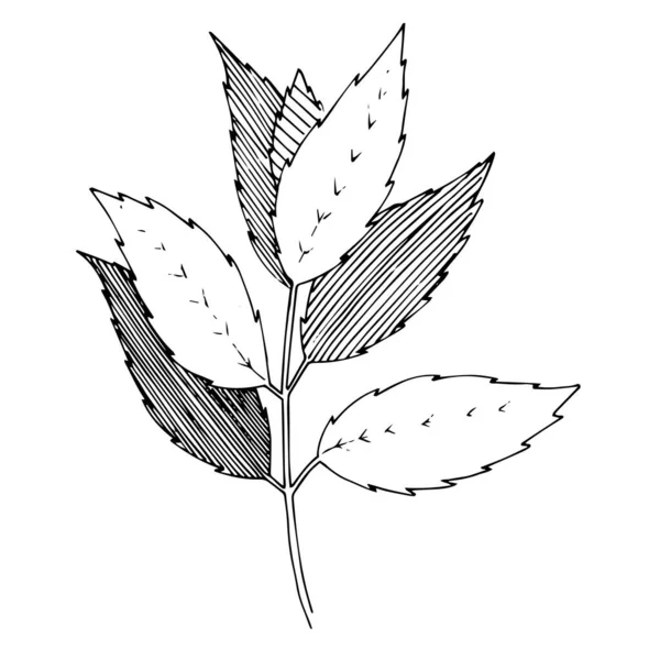 Vektorpflanzliches Blütenblatt. Schwarz-weiß gestochene Tuschekunst. isolierte pflanzliche Illustrationselement. — Stockvektor