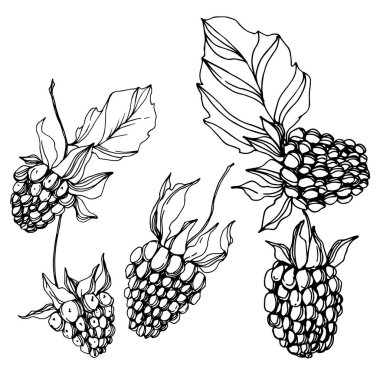 Vektör Blackberry sağlıklı gıda. Siyah ve beyaz oyulmuş mürekkep sanatı. İzole berry illüstrasyon elemanı.