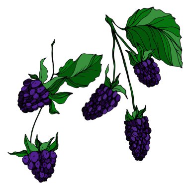 Vektör Blackberry sağlıklı gıda. Siyah ve beyaz oyulmuş mürekkep sanatı. İzole berry illüstrasyon elemanı.