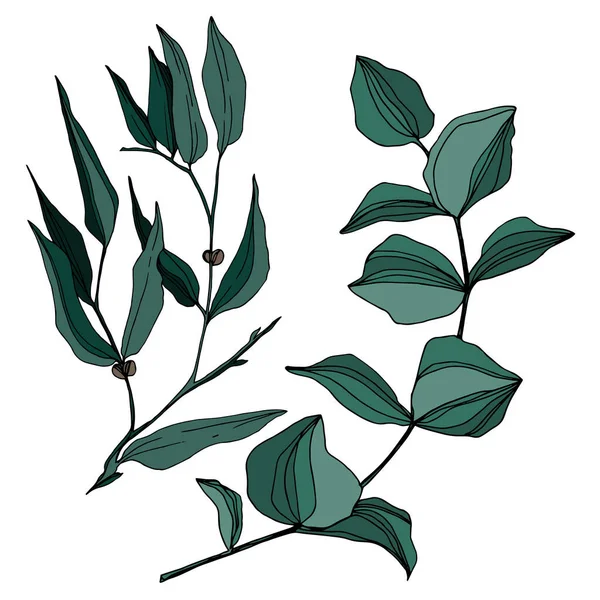 Vector Eucalyptus boombladeren. Zwart-wit gegraveerde inktkunst. Geïsoleerd eucalyptus illustratie-element. — Stockvector