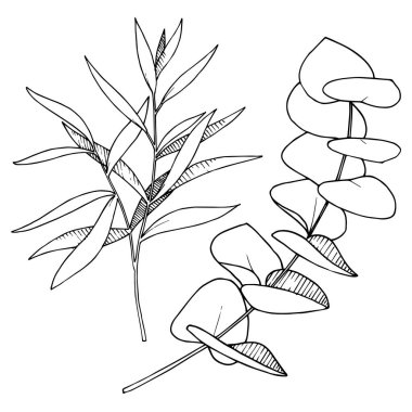 Vektör Okaliptüs daldan ayrılıyor. Siyah beyaz işlemeli mürekkep sanatı. İzole edilmiş dallar illüstrasyon ögesi.