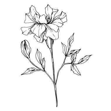 Vektör Marigold bitkisel çiçekler. Siyah beyaz işlemeli mürekkep sanatı. İzole edilmiş tagetes resimleme ögesi.