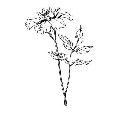 Vektör Marigold bitkisel çiçekler. Siyah beyaz işlemeli mürekkep sanatı. İzole edilmiş tagetes resimleme ögesi.