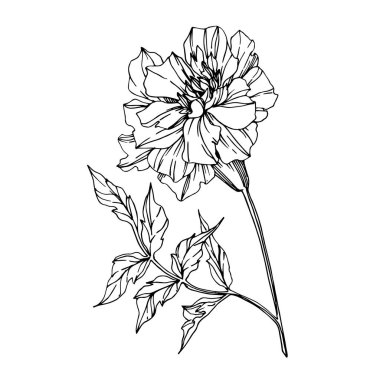 Vektör Marigold bitkisel çiçekler. Siyah beyaz işlemeli mürekkep sanatı. İzole edilmiş tagetes resimleme ögesi.