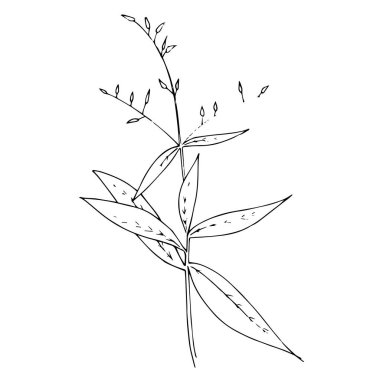 Vektör bitkisel çiçek yaprakları. Siyah beyaz işlemeli mürekkep sanatı. İzole edilmiş bitkisel çizim elementi.