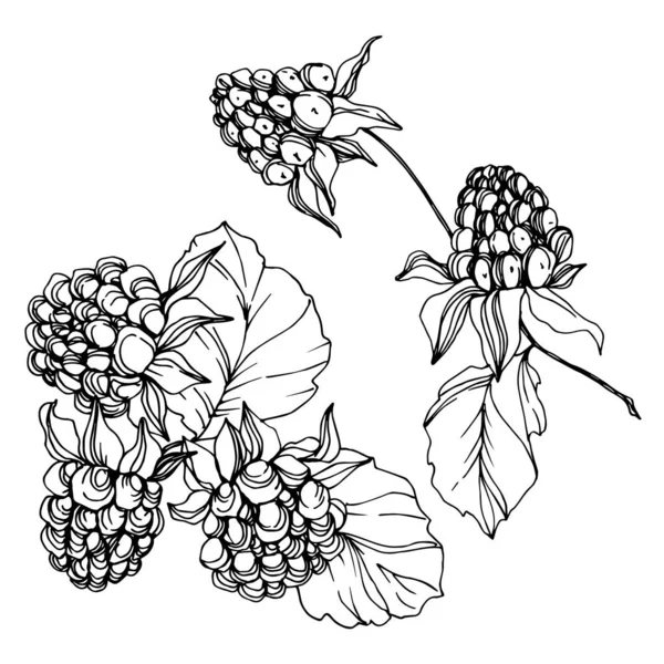 矢量黑莓健康食品。黑白雕刻水墨艺术。隔离浆果插图元素. — 图库矢量图片