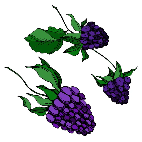 Vettore Blackberry cibo sano. Inchiostro inciso in bianco e nero art. Elemento isolante di illustrazione bacca . — Vettoriale Stock