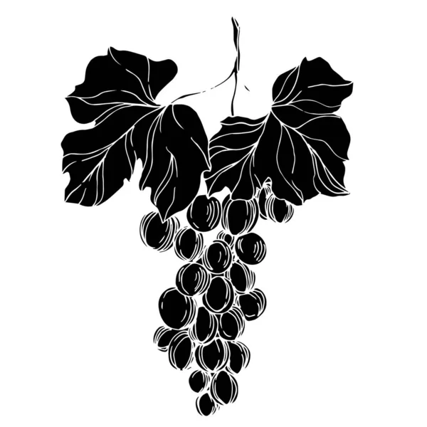 Vector Grape berry comida saudável. Tinta gravada a preto e branco. Elemento de ilustração das uvas isoladas . —  Vetores de Stock