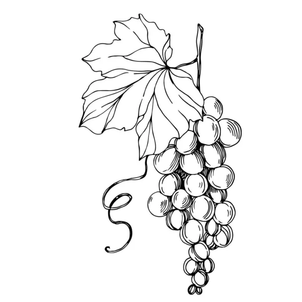 Vector Grape Berry sağlıklı yemek. Siyah beyaz işlemeli mürekkep sanatı. İzole edilmiş üzüm örnekleme elementi. — Stok Vektör
