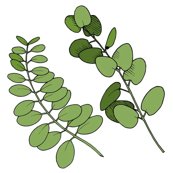 Vektor Eucalyptus opouští větev. Černobílý rytý inkoust. Izolovaný prvek ilustrace větví. — Stockový vektor