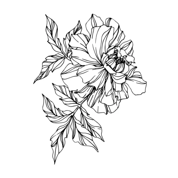 Vektor Ringelblume Blumen botanischen Blumen. Schwarz-weiß gestochene Tuschekunst. isolierte Tagetes Illustrationselement. — Stockvektor