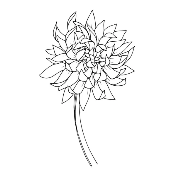 Vector Chrysanthemum flores botânicas florais. Tinta gravada a preto e branco. Isolado elemento ilustração flor . — Vetor de Stock