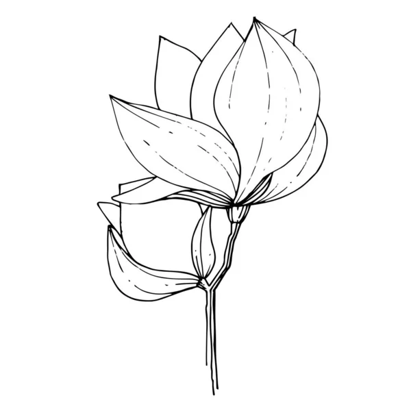 Magnolia vektor virágos botanikai virág. Fekete-fehér vésett tinta művészet. Izolált magnólia illusztrációs elem. — Stock Vector