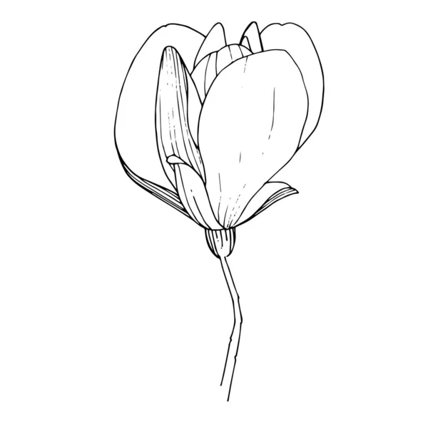 Vektormagnolie Blütenbotanische Blume. Schwarz-weiß gestochene Tuschekunst. isolierte Magnolie Illustrationselement. — Stockvektor