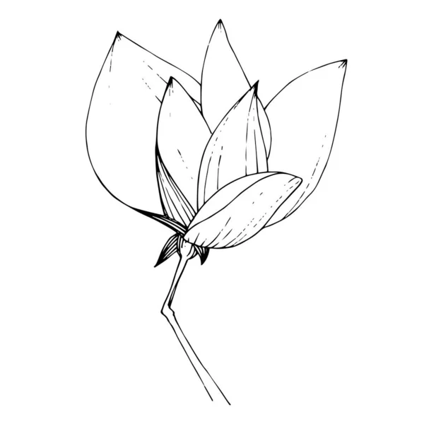 Vector Magnolia flor botânica floral. Tinta gravada a preto e branco. Elemento de ilustração de magnólia isolada . —  Vetores de Stock