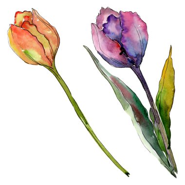 Lale çiçek botanik çiçekleri. Suluboya arka plan illüstrasyon seti. İzole laleler illüstrasyon elemanı.