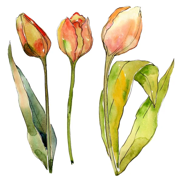 Τουλίπα λουλουδιών βοτανικής. Σύνολο εικονογράφησης φόντου. Μεμονωμένο στοιχείο απεικόνισης τουλίπες. — Φωτογραφία Αρχείου