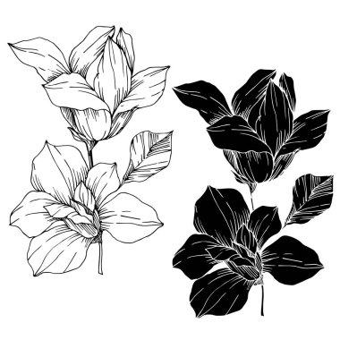 Vektör Magnolia çiçek botanik çiçekleri. Siyah beyaz işlemeli mürekkep sanatı. İzole edilmiş manolya illüstrasyon ögesi.