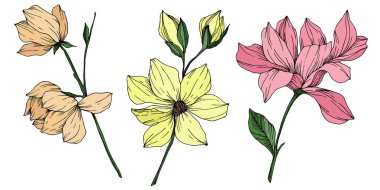 Vektör Magnolia çiçek botanik çiçekleri. Siyah beyaz işlemeli mürekkep sanatı. İzole edilmiş manolya illüstrasyon ögesi.